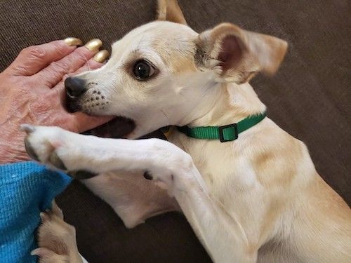 Мали препланули пас у зеленој огрлици који гризе прст особе која има златно обојене нокте