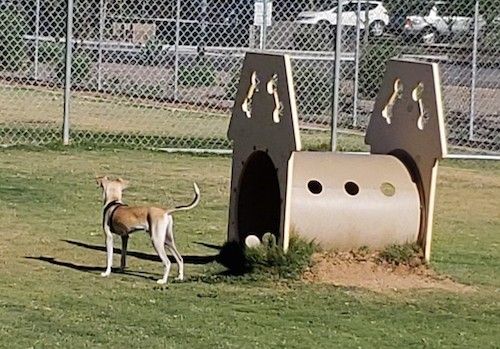 Мали, али релативно висок пас, дугог репа и дугих ногу, стоји поред опреме за псе у трави, окренут оградом од ланца