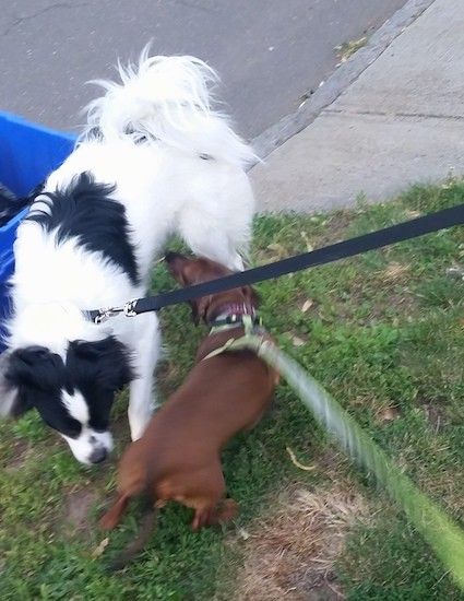 Дугодлаки црно-бели пас са рубним репом који се увија над псом