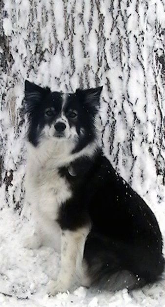Лева страна црног са белим скијашким граничарским псом који седи у снегу испред великог дрвета са снегом на њему и гледа напред. Пас има шишасте длаке на шиљастим ушима.