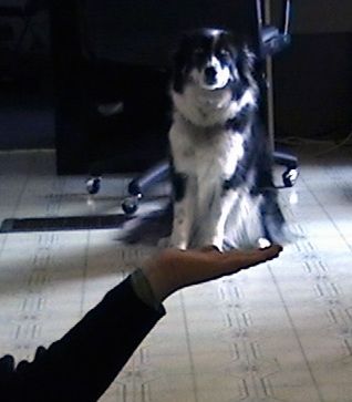 Особа има руку под паузираним видео записом црно-беле Ски-Бордуре која седи на поплочаном поду. Из перспективе слике изгледа као да особа има мању верзију пса у руци.