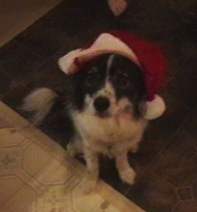 Поглед одозго према доле на црно-белог пса на скијашкој граници који носи црвено-бели шешир Деда Мраза који седи на препланулом и белом поплочаном поду и гледа горе.