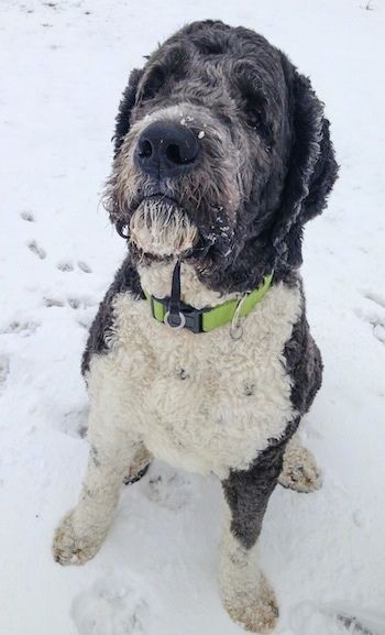 Обријани црно-бели пас Саинт Бердоодле-а носи кремено зелену огрлицу која седи у снегу и гледа главу горе, а глава му је нагнута.