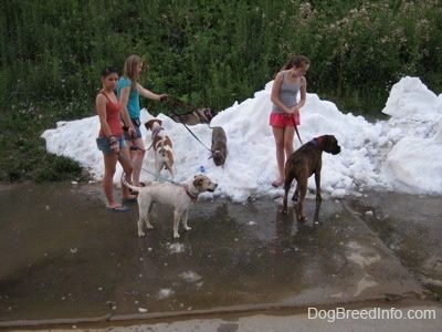 Три даме пуштају шест паса да се играју на хрпи снега. На гомили снега налазе се два пса, а поред ње два пса.