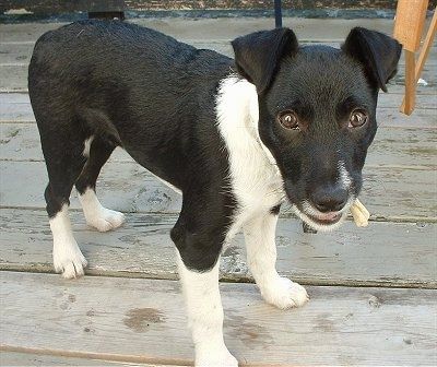 Den främre högra sidan av en svart med vit Border Jack Puppy som står över en veranda med en bit av ett hundben i munnen.