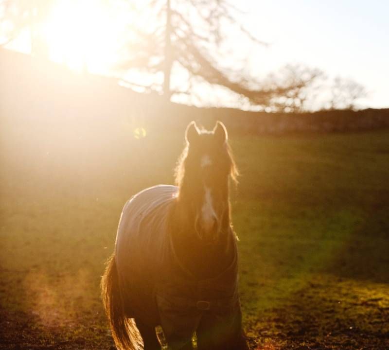 Hevonen auringonlaskun aikaan