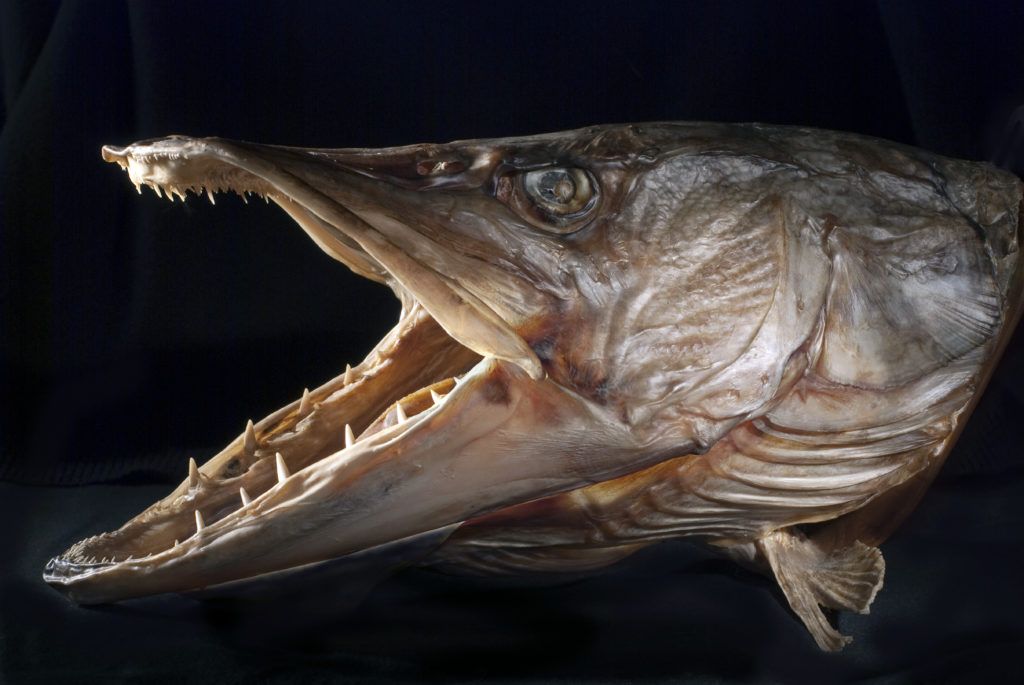 Lydekos žuvis rodo dantis