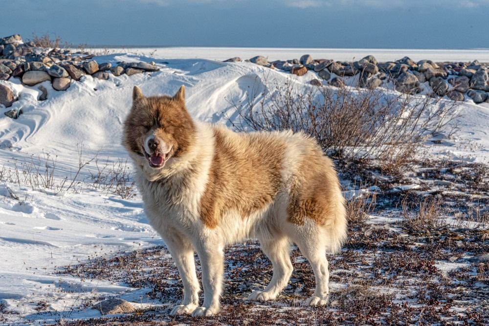 Vzácný kanadský eskymácký pes viděný na břehu ledového zálivu Hudson Bay v severní Manitobě v Kanadě.
