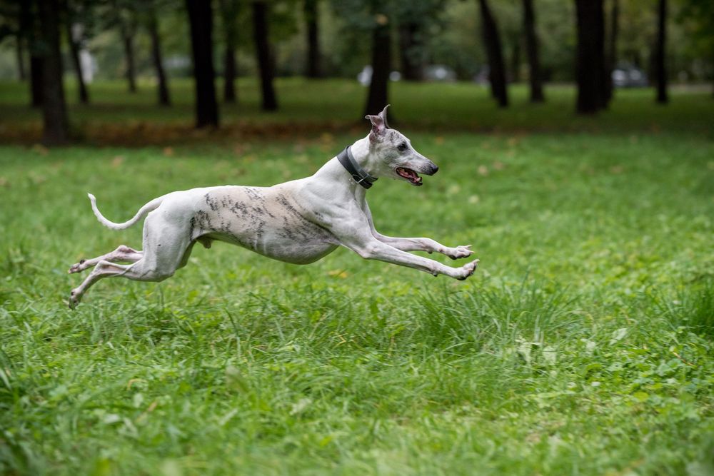 Уипет (Canis familiaris) - бягане през трева