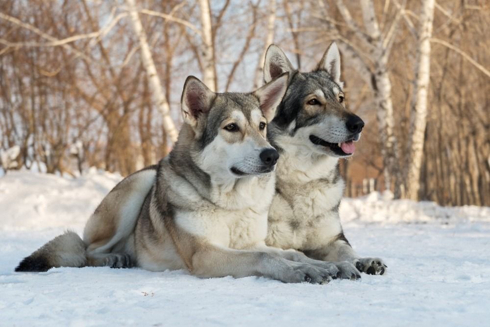 Preciosa mascla i femella de gos llop Saarloos al parc d’hivern