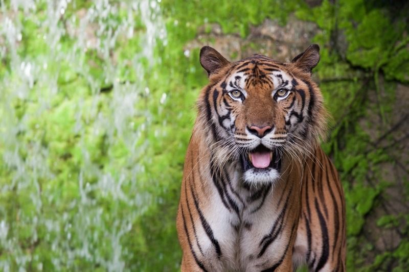 Katamtamang pagbaril ng tigre ng South China na nakatingin sa camera