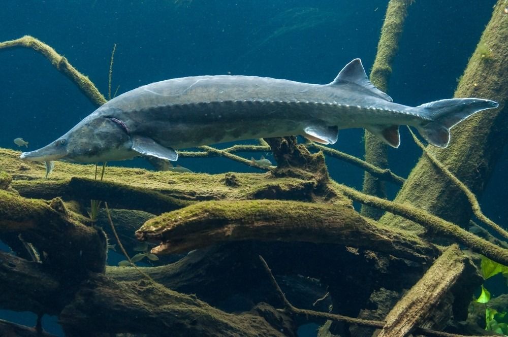 صورة تحت الماء لسمك الحفش بيلوجا ، ويسمى أيضًا سمك الحفش الأوروبي (Huso huso)