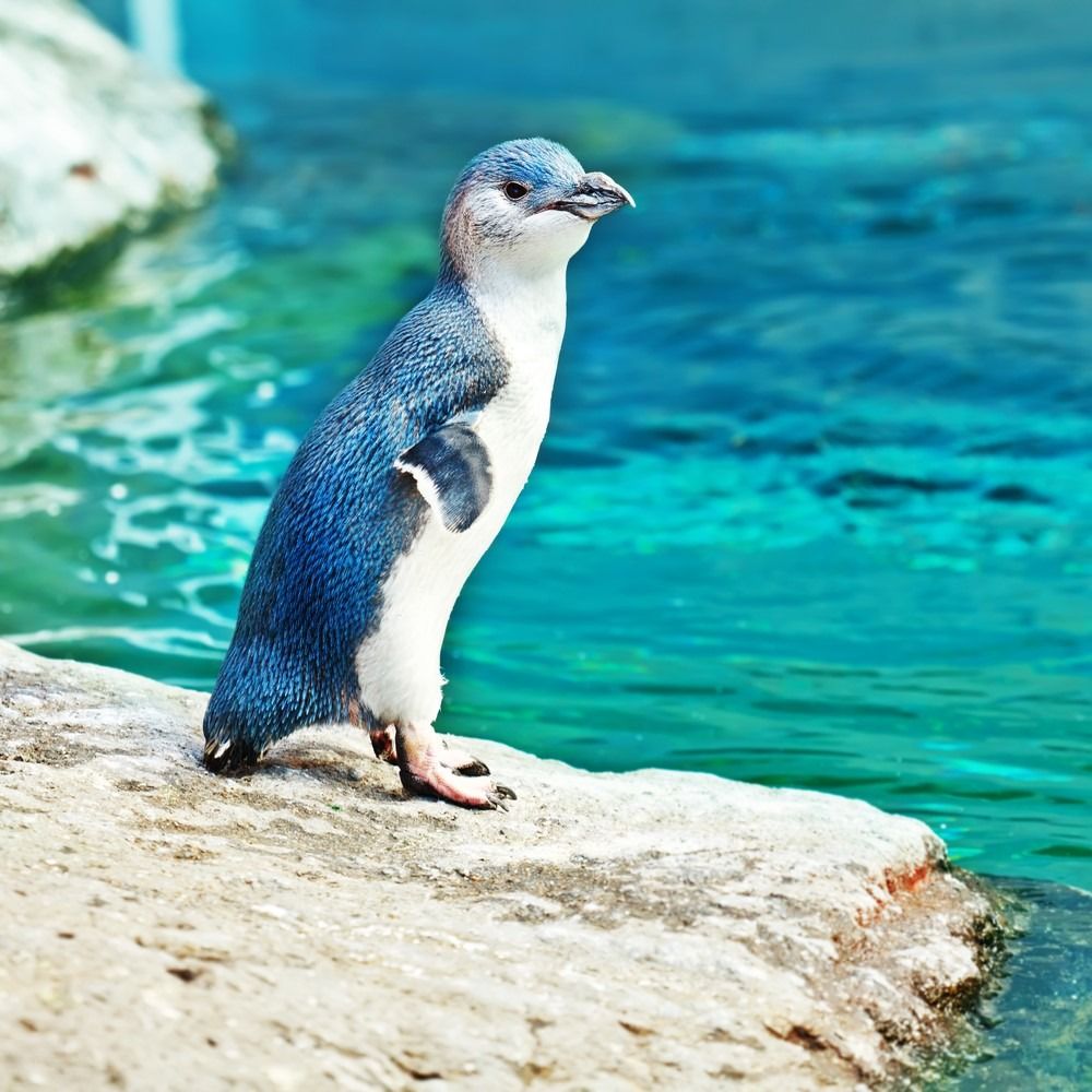 Mažas mėlynas pingvinas ant uolos