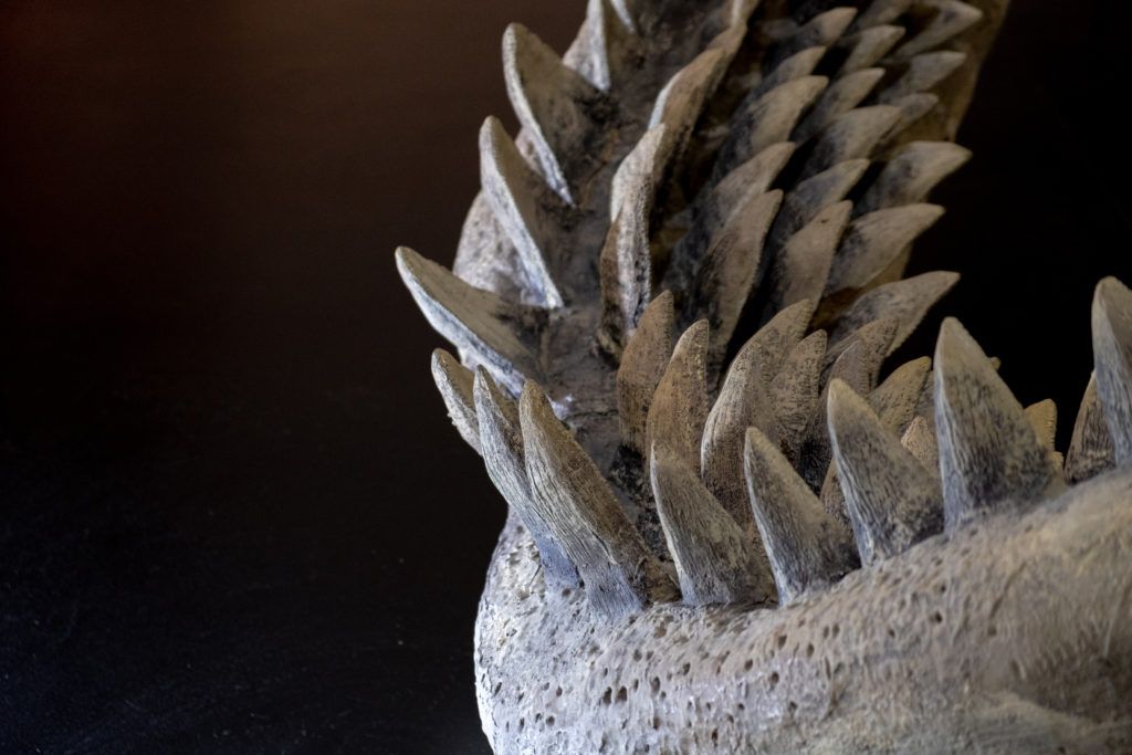 Vrstice zob Megalodon