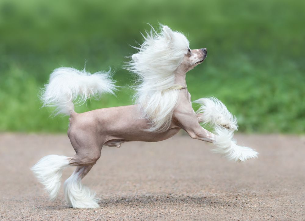 Kinesisk krönad hund som stänker som en ponny