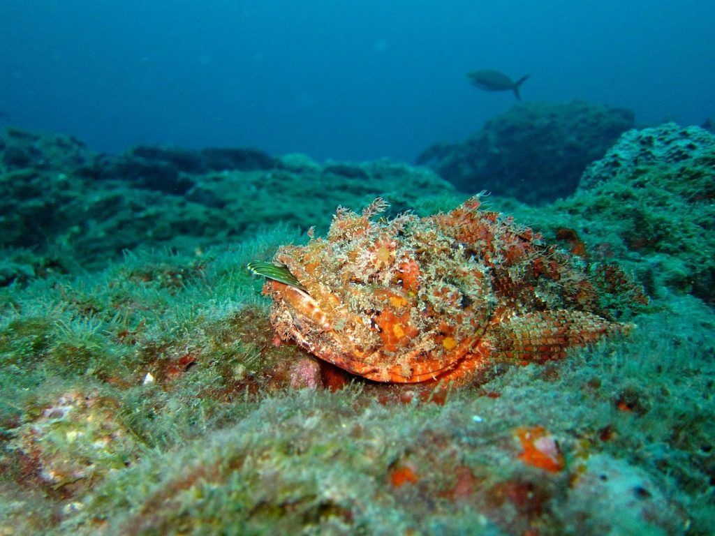 Skorpioninės žuvys maskuojasi jūros dugnu ir laukia, kol paslėps praeinantį grobį