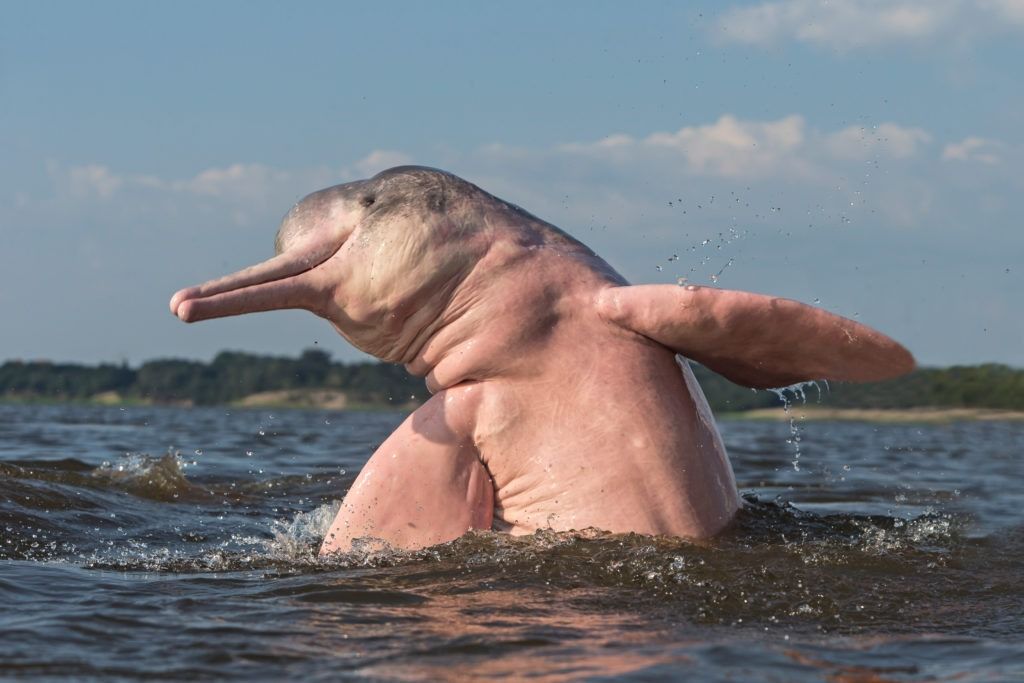 upės delfinas iššoka iš vandens