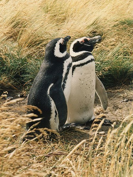 Sepasang Penguin Magellan