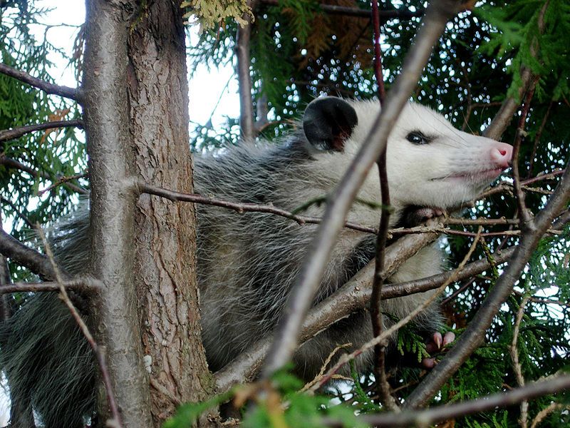 Virdžinija Opossum (Didelphis virginiana) kadagio medyje Ohajo šiaurės rytuose.