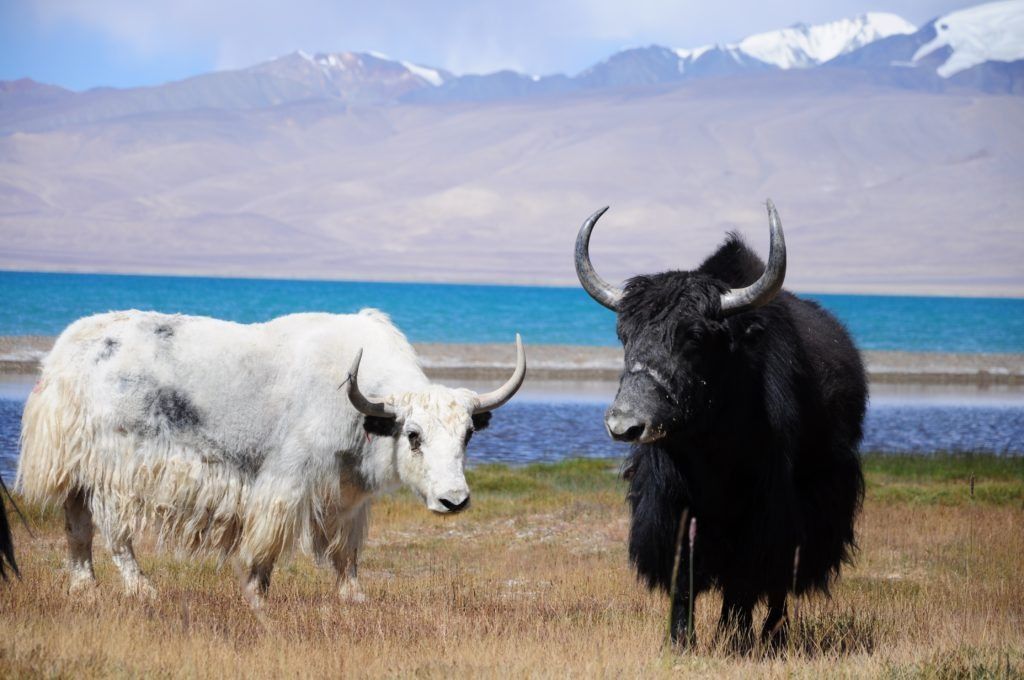 Dua orang Yaks berdiri di rumput berhampiran tasik di Pegunungan Tajik