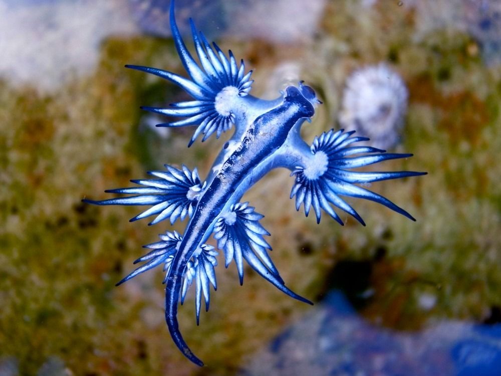 Zilā pūķa jūras gliemezis