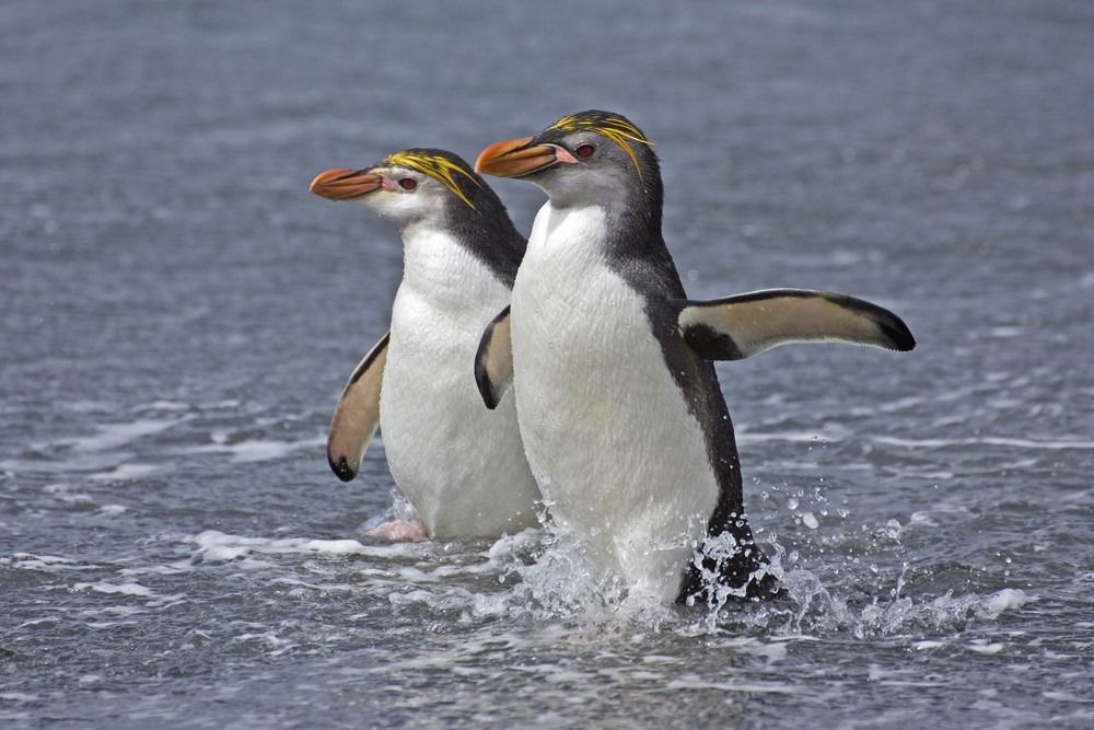 पानी में दो रॉयल पेंगुइन, मैक्वेरी द्वीप समूह, ऑस्ट्रेलिया