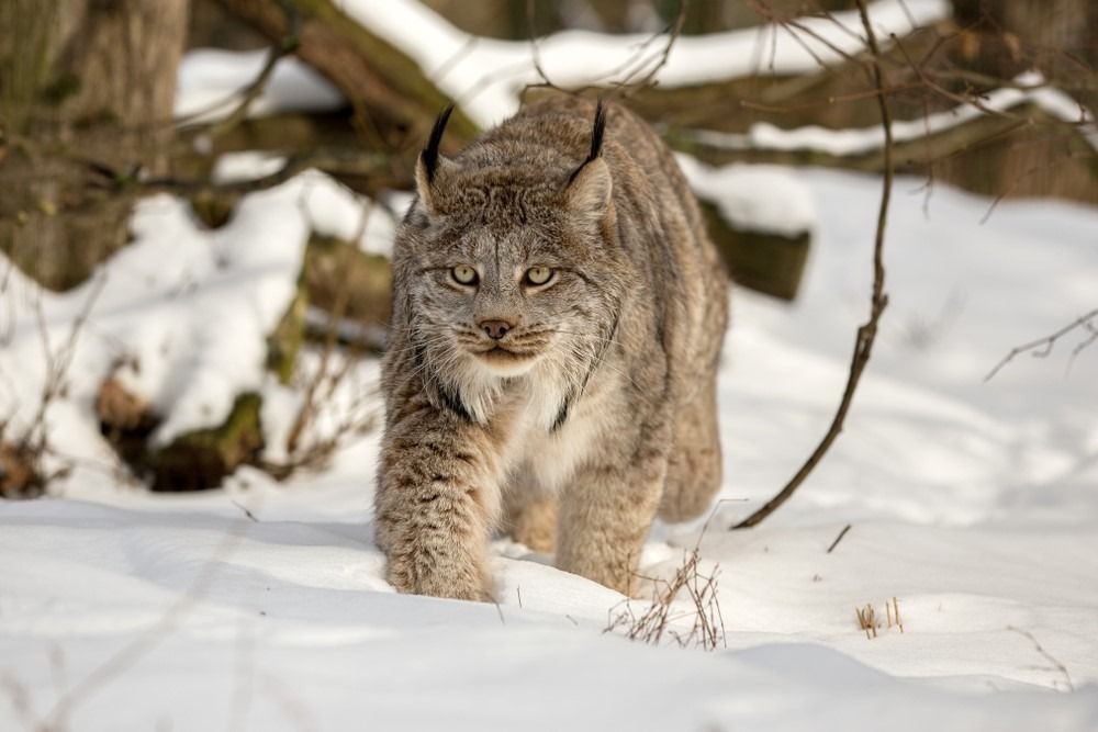 Kanados lūšis gilioje sniego dangoje miške vaikšto saulėtą dieną. Lynx canadensis laukinėje Aliaskos žiemos gamtoje. Kanados lūšis šakos ir medžio kamieno fone