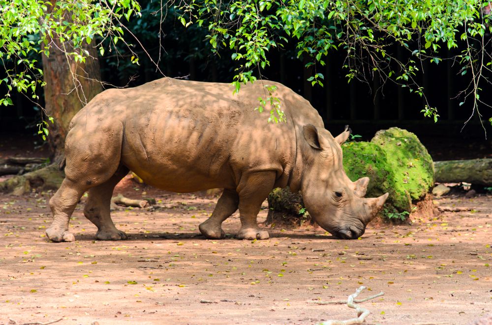 Sumatran næsehorn (Dicerorhinus Sumatrensis) - rejser sig op