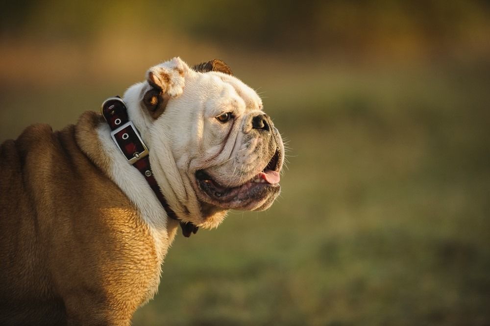 Engelsk bulldoghoved skudt med naturlig baggrund