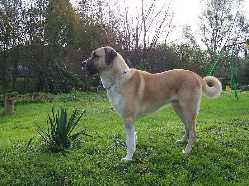Anjing Gembala Anatolia berdiri di rumput
