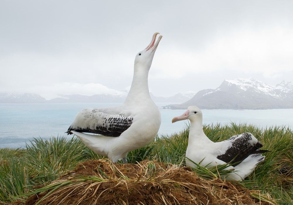 زوج من طيور القطرس المتجولة في العش ، والتواصل الاجتماعي في جزيرة جورجيا الجنوبية ، أنتاركتيكا