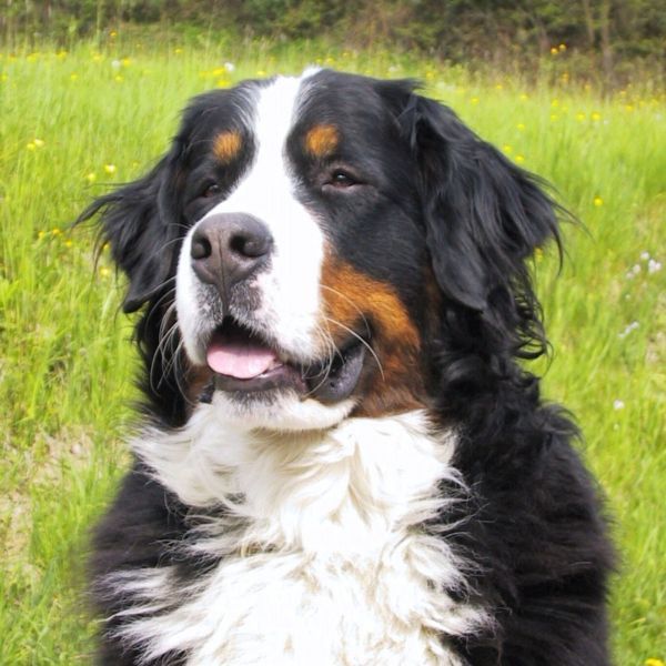 Възрастно Бернско планинско куче