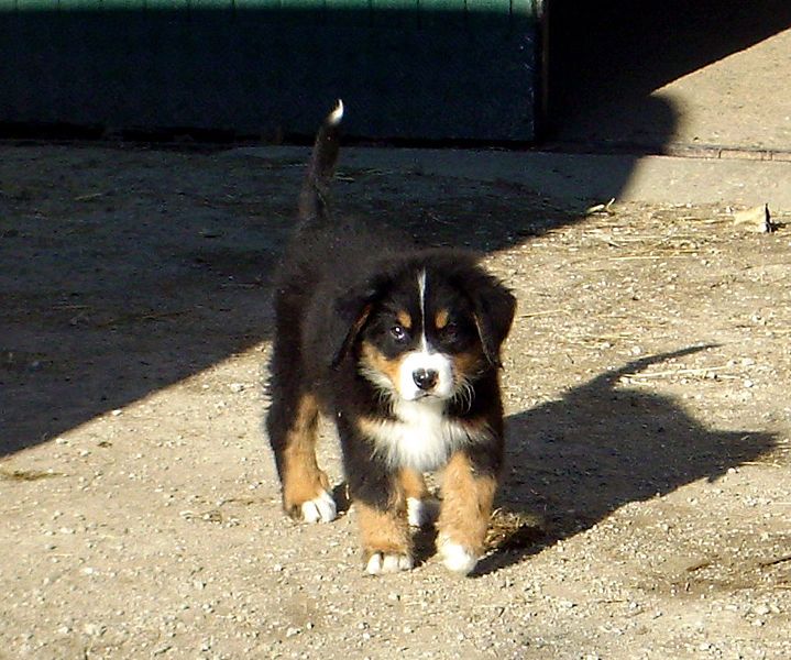 Anak anjing gunung Bernese