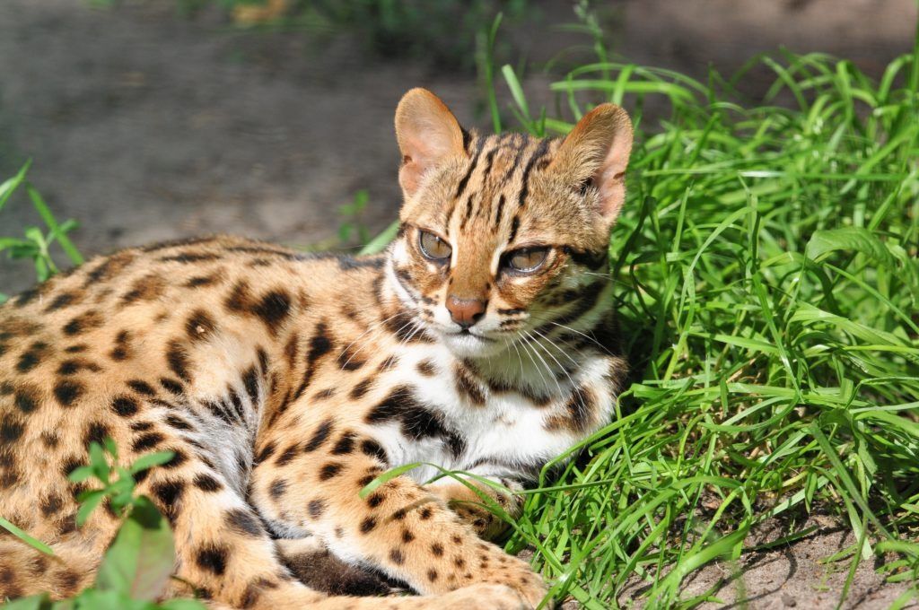Gatto leopardo a riposo
