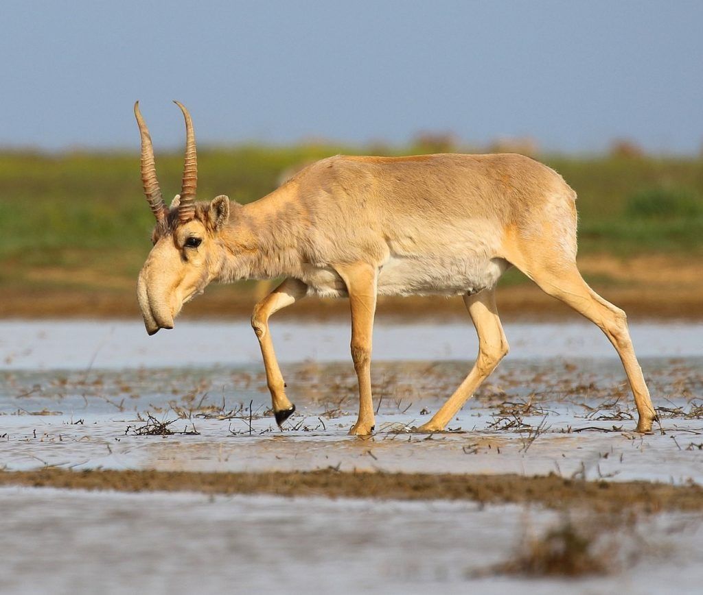 Antelope saiga liar, Saiga tatarica tatarica mengunjungi lubang air di Stepnoi Sanctuary, Wilayah Astrakhan, Rusia