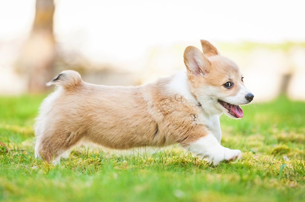 Уелски корги (Canis familiis) - кученце, разхождащо се през трева