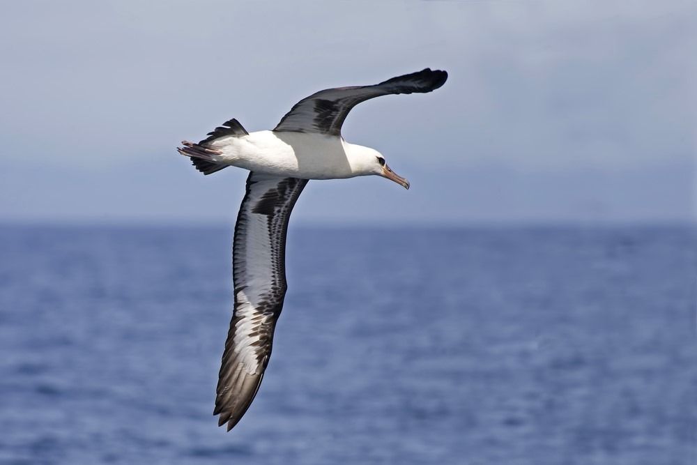 Laysanský albatros, Phoebastria immutabilis lietajúca nad oceánom