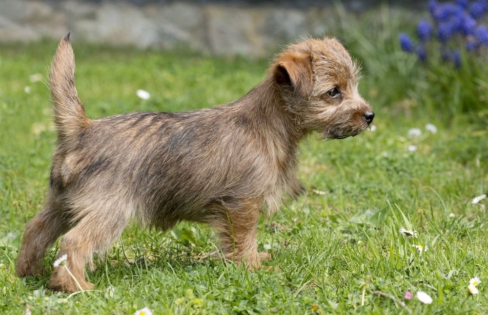 Кученце Норфолк териер, стоящо в трева