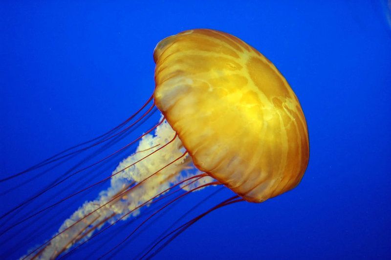 Žuta meduza u oceanu
