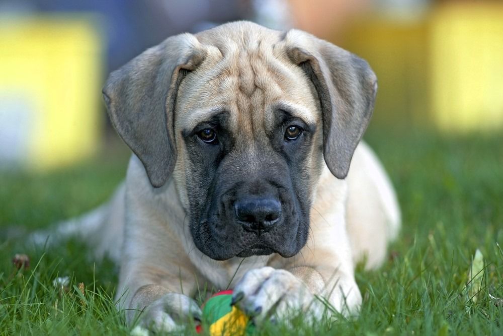 Английски мастиф кученце на няколко месеца в трева с топка