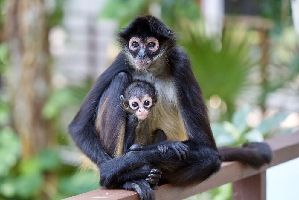 Vorų beždžionių motina ir kūdikis