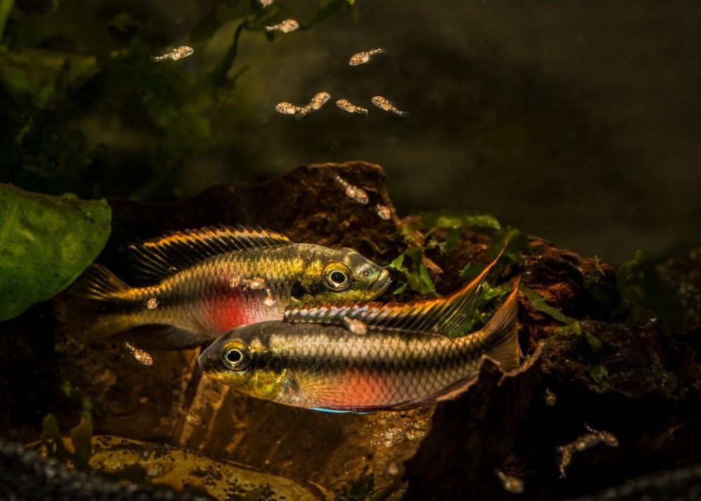 Cichlid - زوج Kribensis Pelvicachromis pulcher يحرس الزريعة الصغيرة