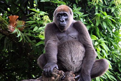 Risti jõe gorilla, Limbe looduskeskus, Kamerun