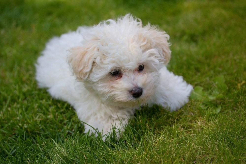 Krásný boloňský štěně pes v trávě