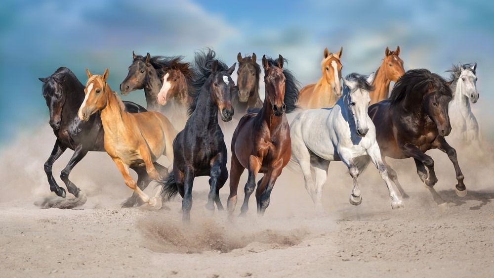 Konjsko krdo trči slobodno po pustinjskoj prašini naspram olujnog neba