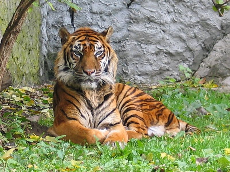 Tygr sumaterský ležící na trávě