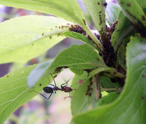 النمل Formicidae حقائق لا تصدق إيكولس الحيوانات