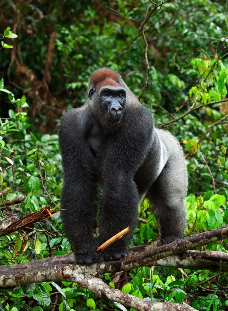 Vakarų žemumos gorila yra protingas gyvūnas, kuris dalijasi 98% savo DNR su žmonių, bet taip pat skiriasi nuo žmonių.