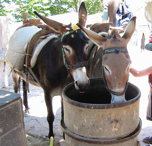 Dues mules bevent aigua