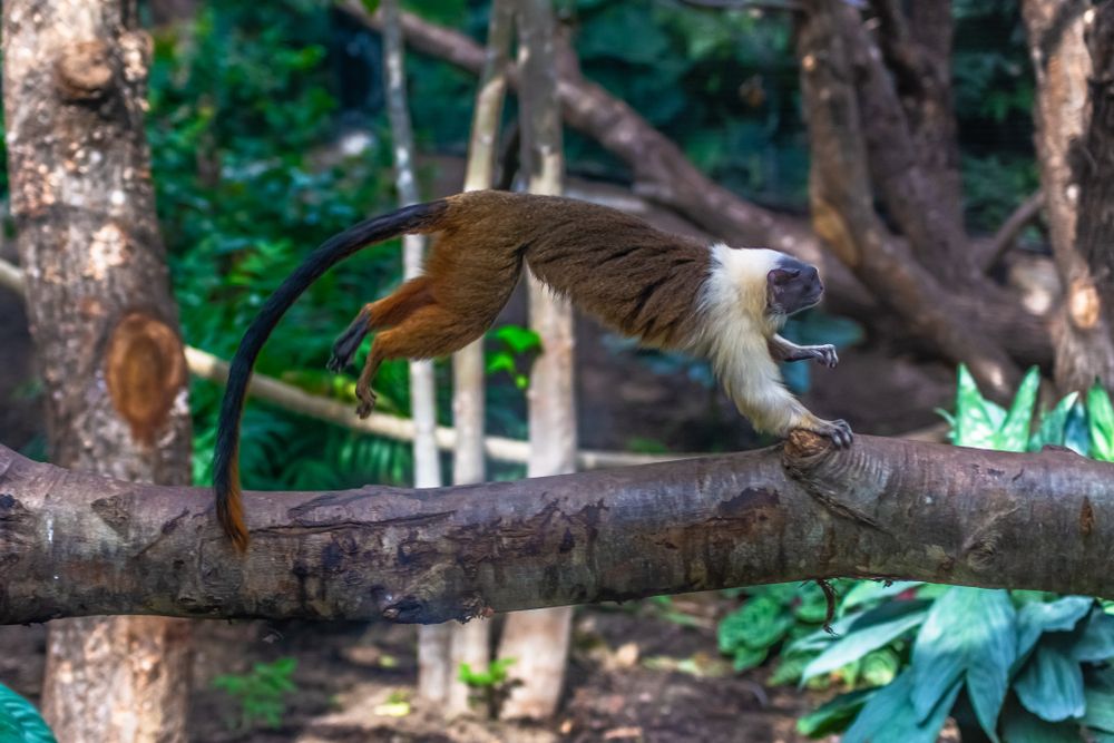 Pied Tamarin (Saguinus Bicolor) - скачане от клон на дърво
